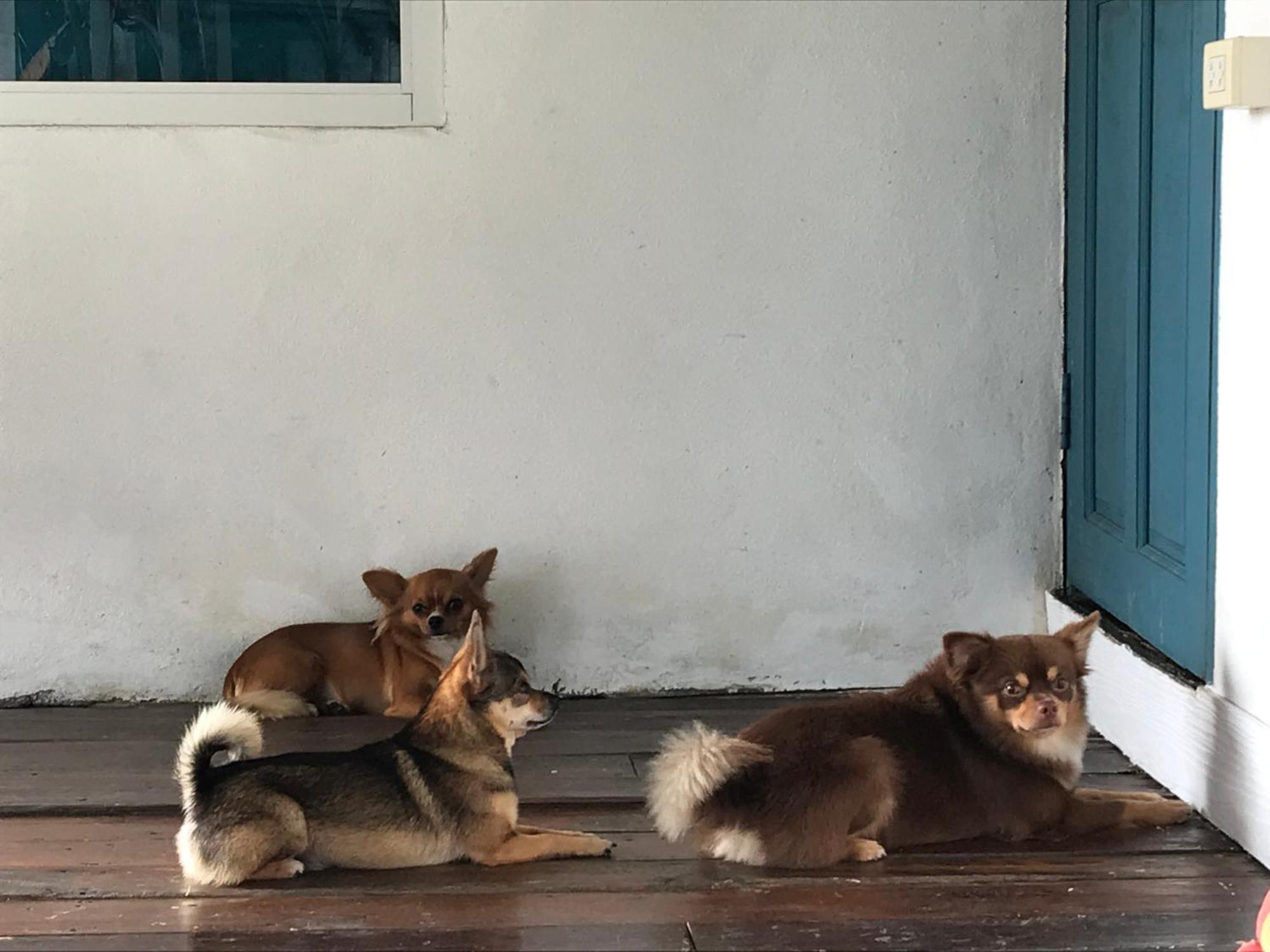 Ban Narai River Guesthouse Chiang Mai Ngoại thất bức ảnh